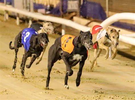 Trackinfo Mobile. Racing Information for Greyhounds.